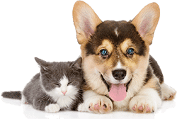 Assurance pour animaux de compagnie