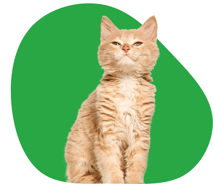 Comparez l'assurance chat